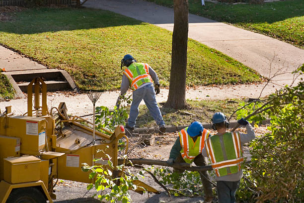 Best Palm Tree Trimming  in Sunny Isles Beach, FL